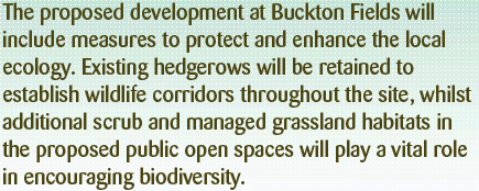 The proposed development at Buckton Fields will include measures to protect and enhance the local ecology. Existing hedgerows will be retained to establish wildlife corridors throughout the site, whilst additional scrub and managed grassland habitats in the proposed public open spaces will play a vital role in encoruanging biodiversity.